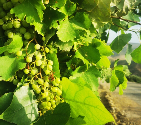 An up close image of grapes on a tree in summer