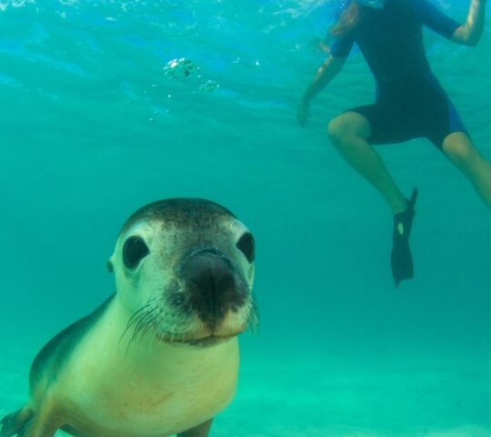 Traveller snorkelling with a sea lion looking directly at the camera