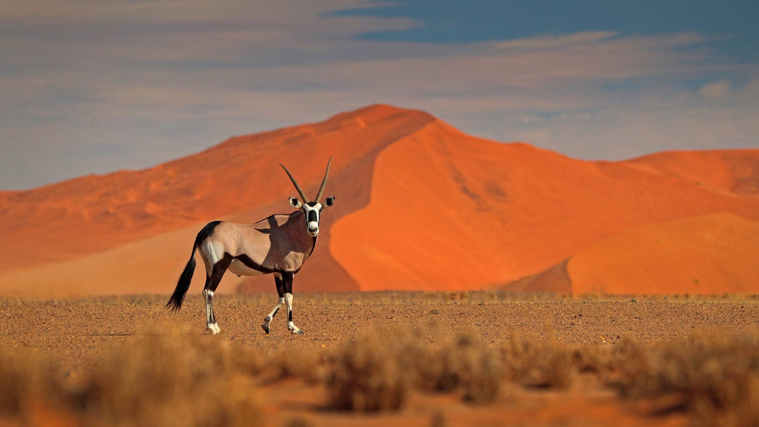 Gemsbok with orange sand dune at sunset.