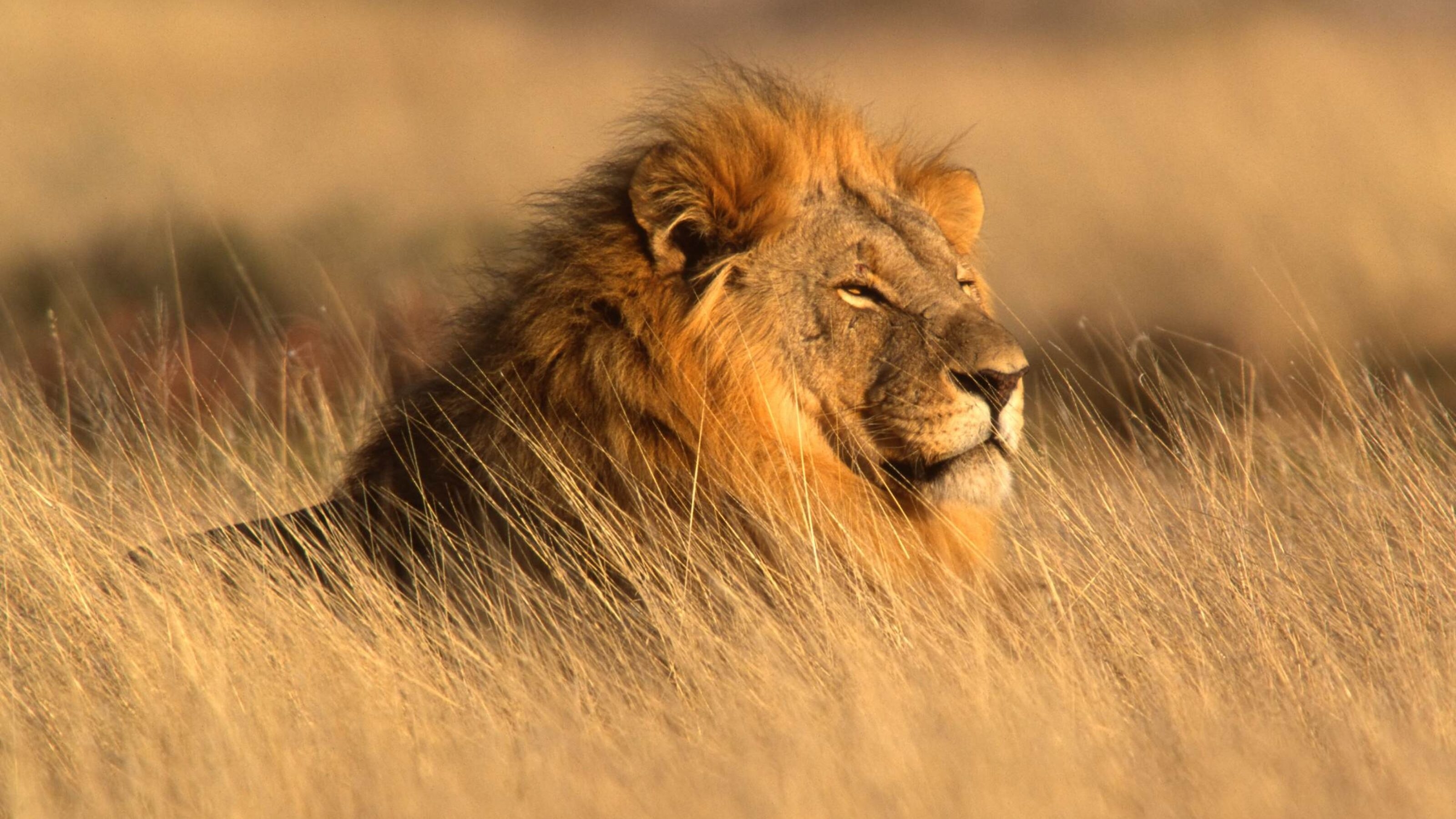 Portrait of a big male lion lying in the grass, Etosha National Park, Namibia.