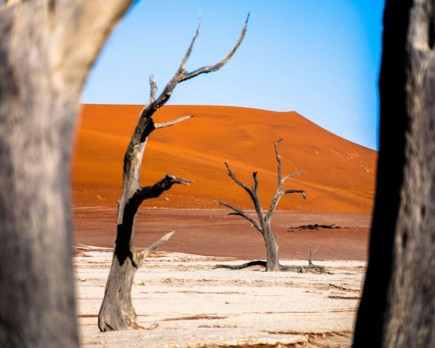 Dry trees with orange sand dunes in the background in Dead Vlei, Namibia.