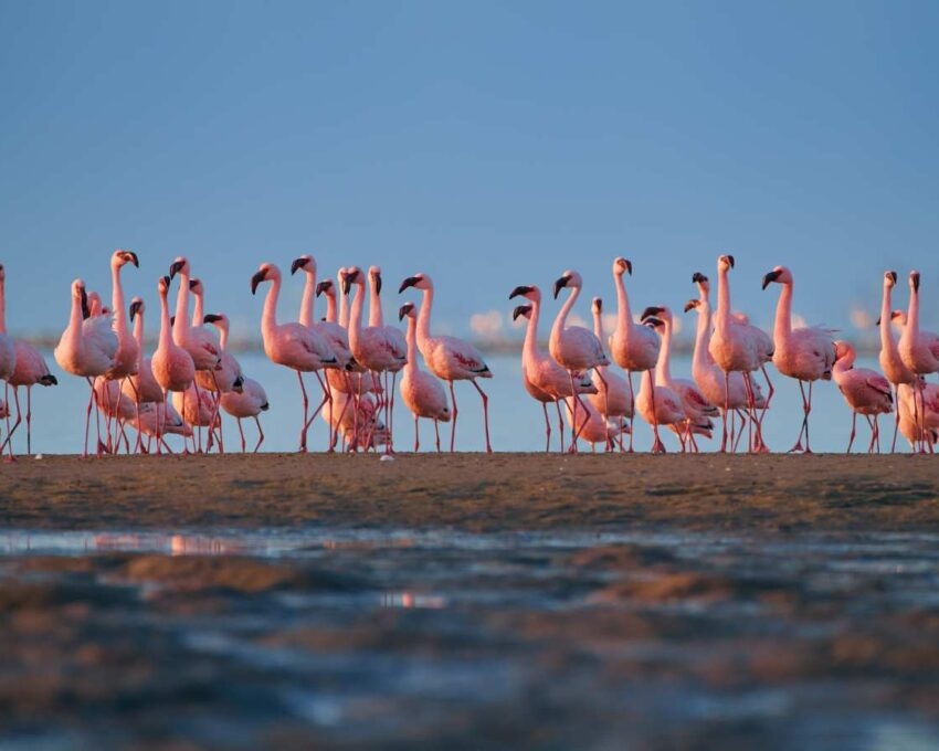 A flock of pink flamingoes in Walvis Bay.
