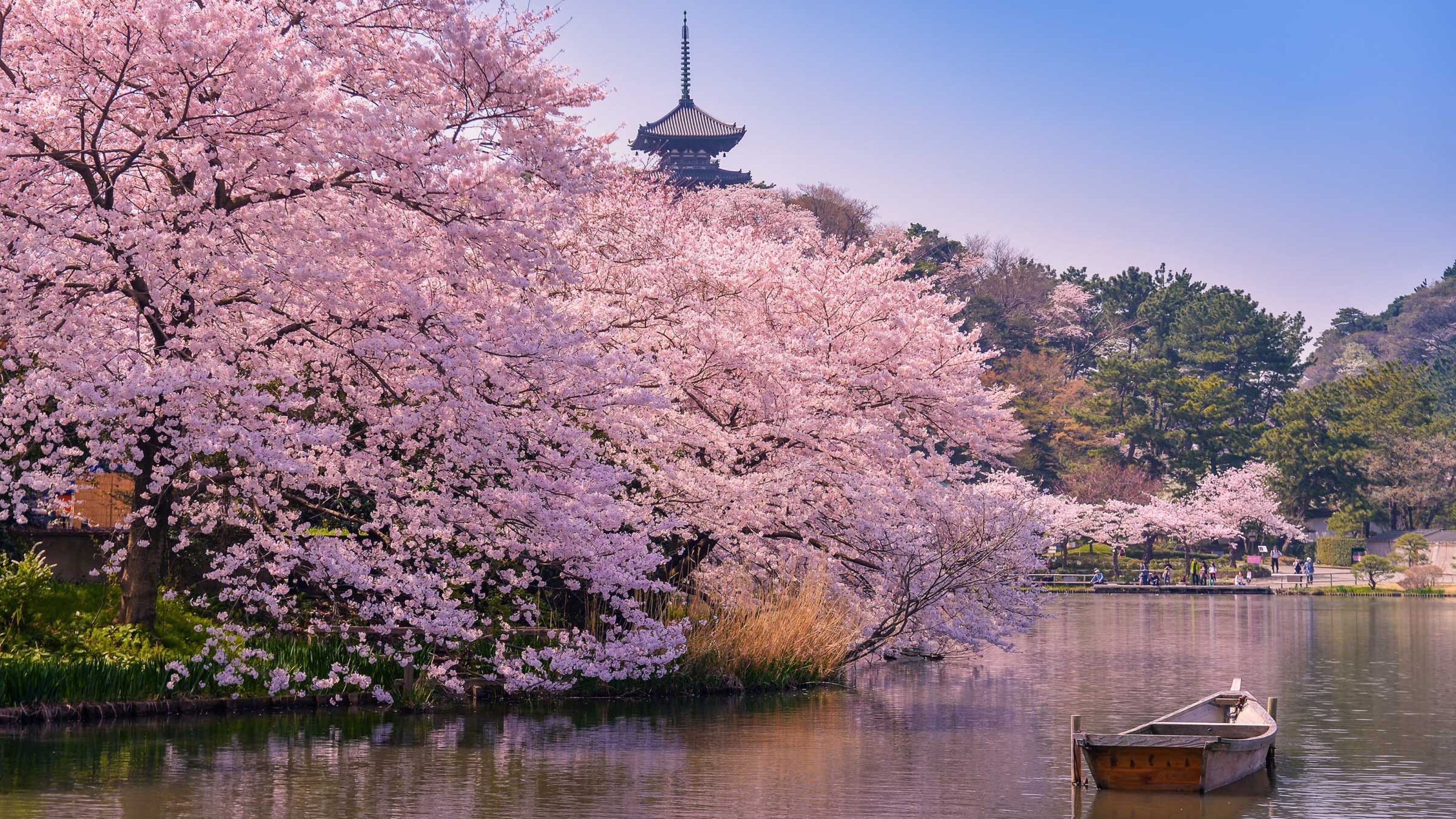 Mountain Fuji in spring season, japan. Cherry blossom Sakura.