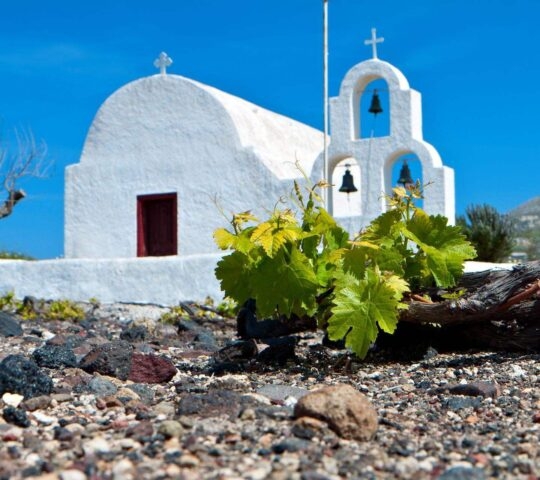 Vineyard on Santorini island in Greece