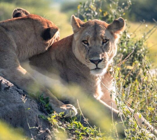 Two lionesses laying in the bushes in Botswana