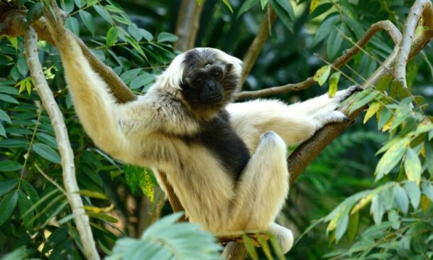 Spot Rare Species in Wild Cambodia