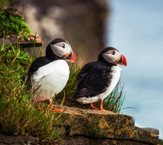 Wild Atlantic puffin seabird in the auk family.