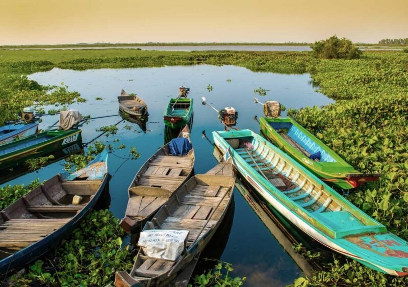 Multiple colorful wooden longtail boats floating on a calm river surrounded by green marshland.
