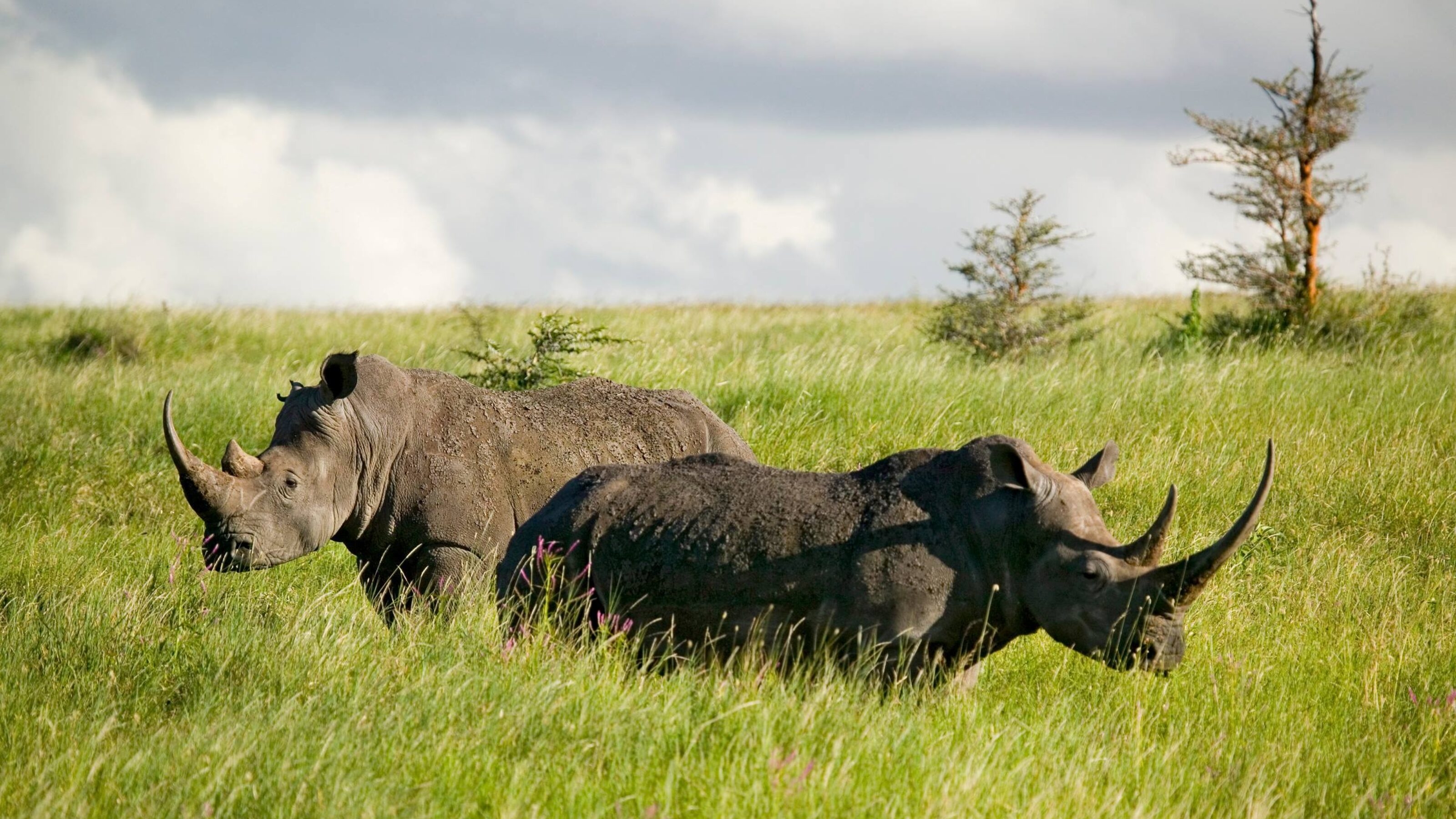 black rhino in Lewa