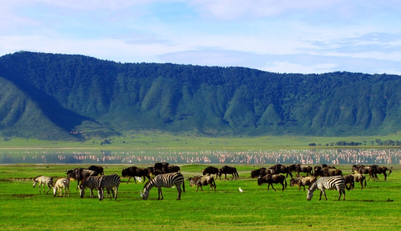 Wildebeests and zebras graze in a lush green valley during luxury Ngorongoro Crater safari tours.