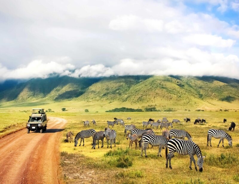 A safari vehicle drives past a herd of grazing zebras on a luxury Ngorongoro Crater safari tours excursion.