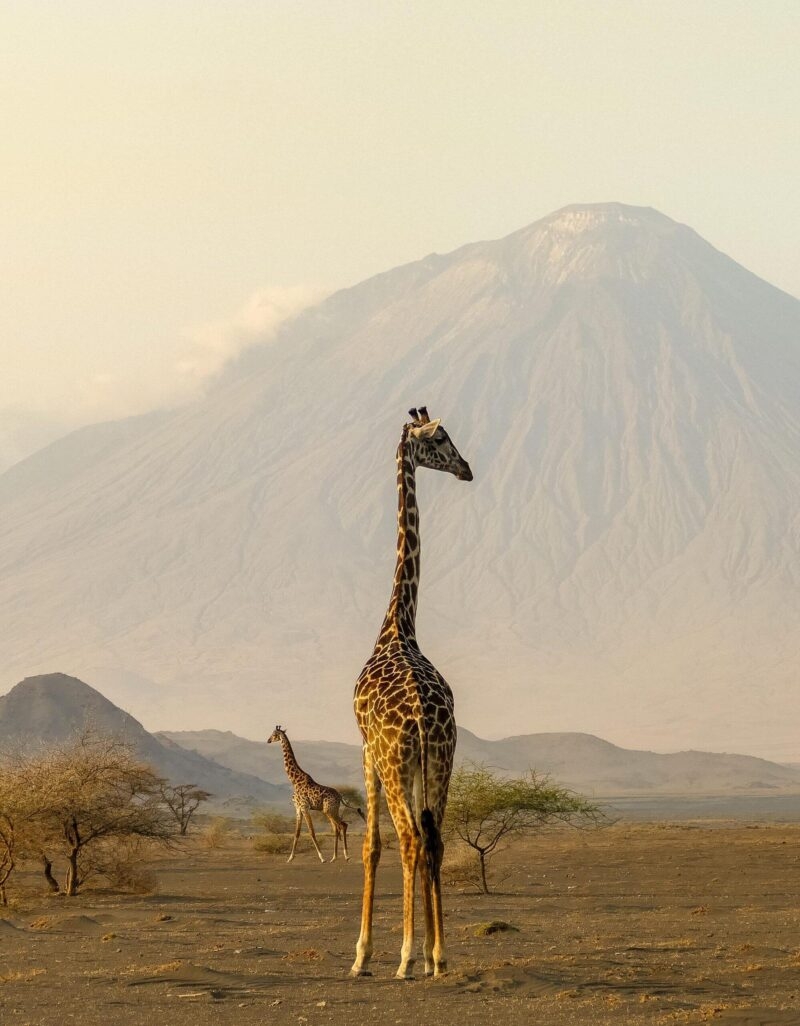 Two giraffes stand in a dry landscape with a massive mountain peak behind them on a luxury Ngorongoro Crater safari.