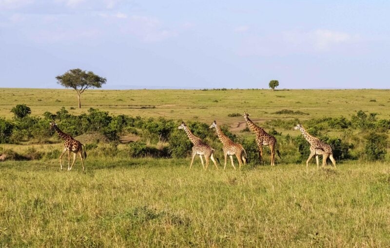 Beautiful giraffe in the wild nature of Africa