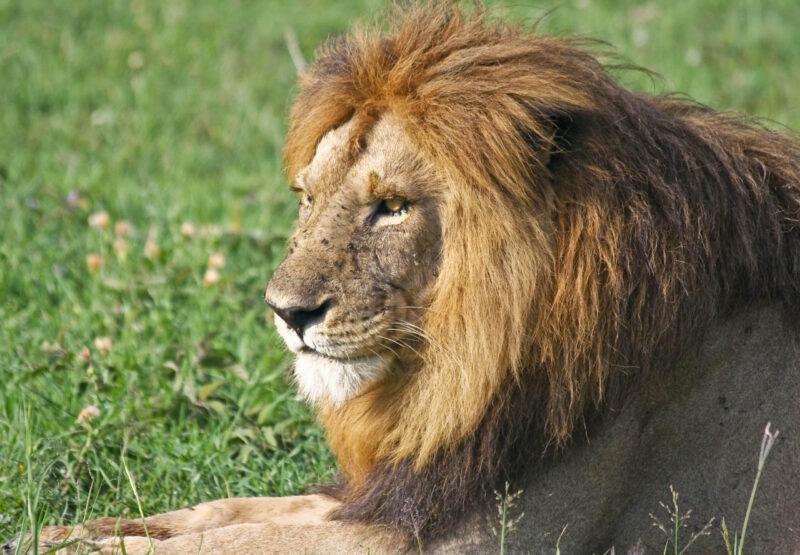 Male lion resting in Singita Grumeti Reserves, Tanzania.