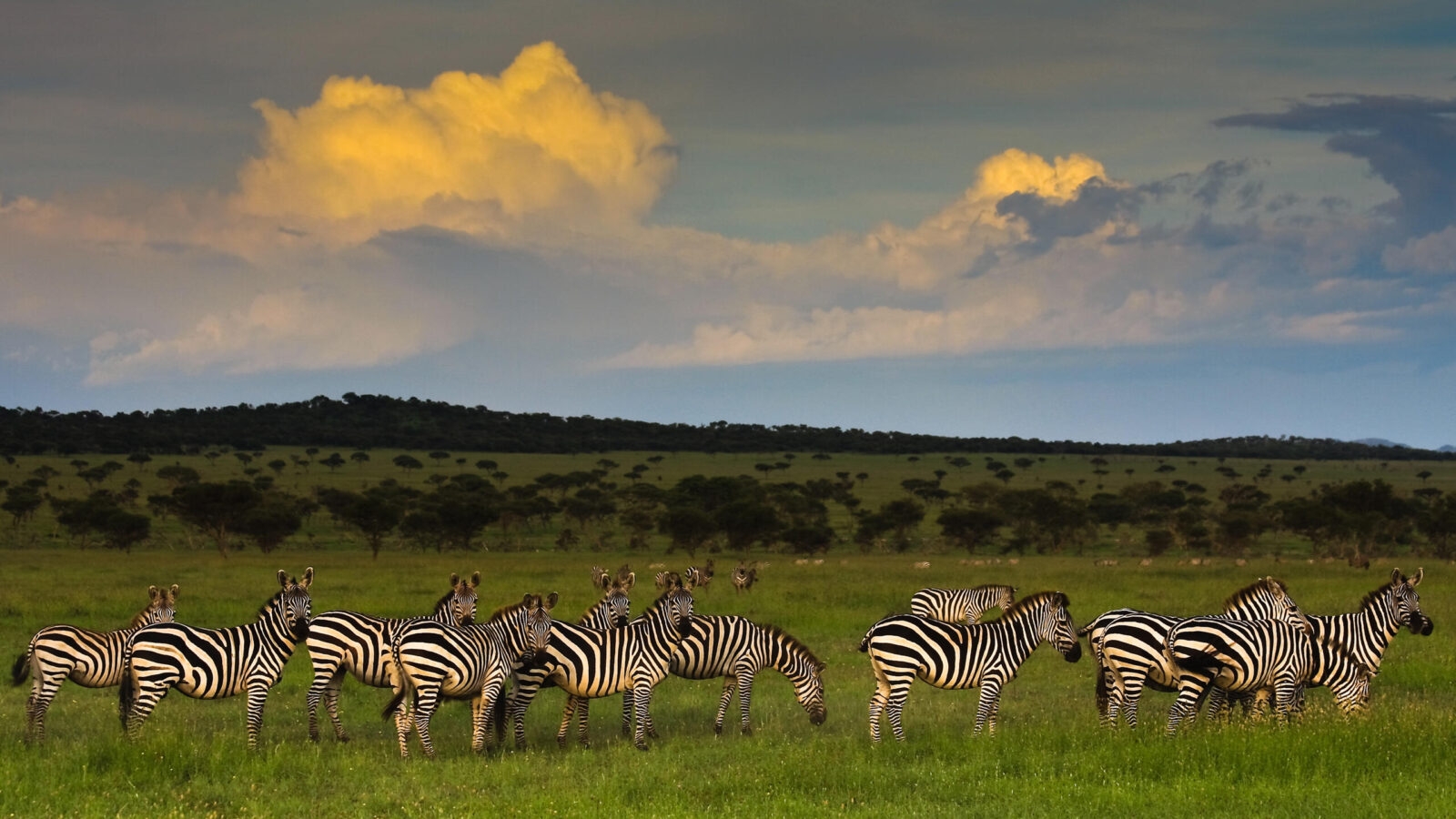 A heard of zebra grazing in the lush green grasses of the Singita Grumeti Reserves, Tanzania.