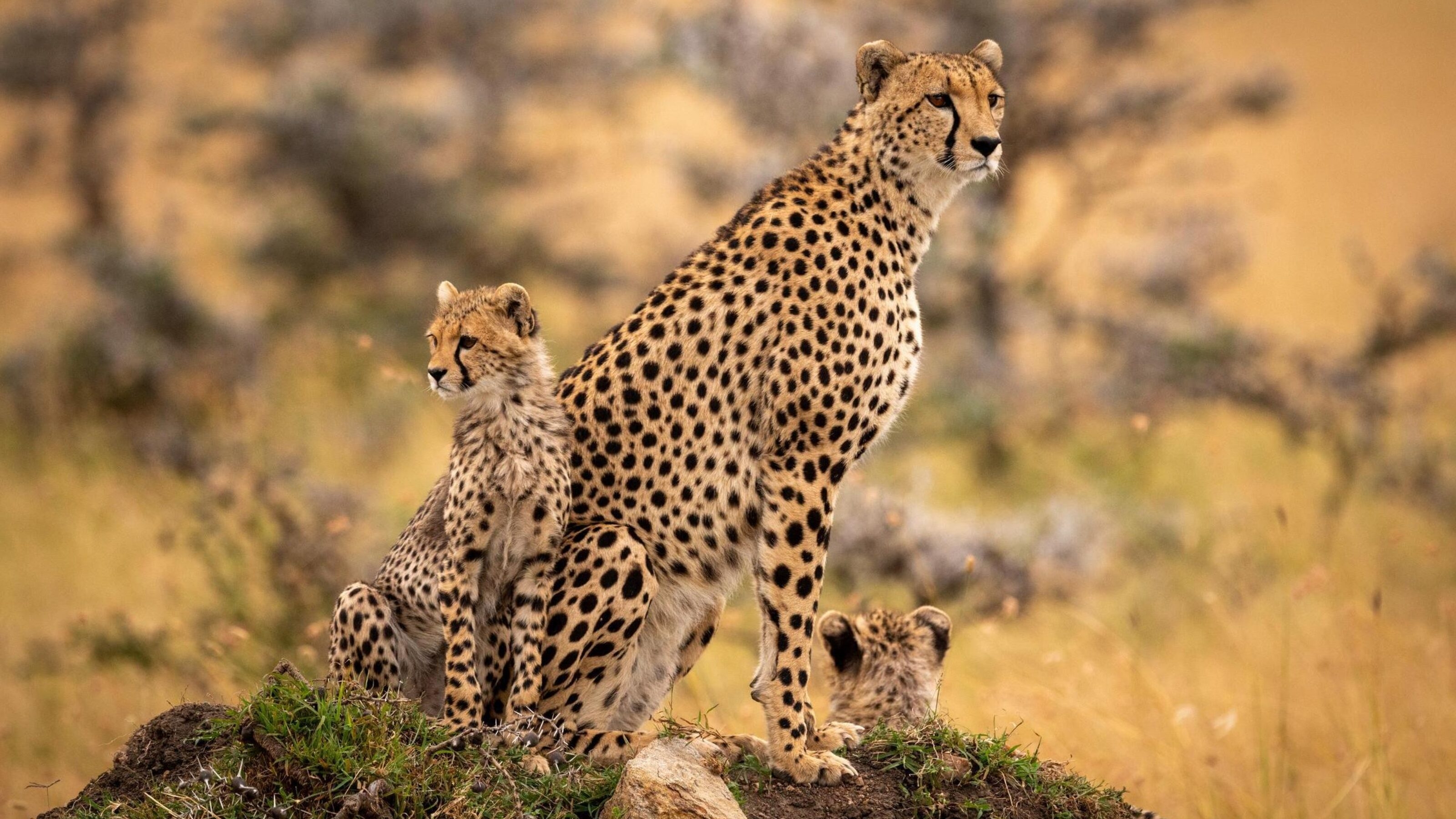 Cheetah and cubs sitting on grassy mound