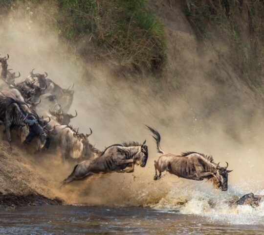 A herd of wildebeests crashing through the waters of the Mara River, between Tanzania and Kenya, during the Great Migration.