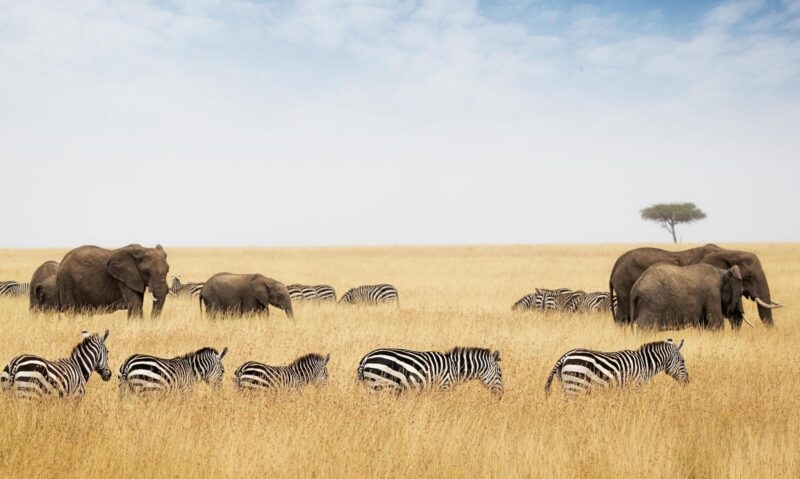 Zebras and elephants walking through long grass on savannah plains in Kenya