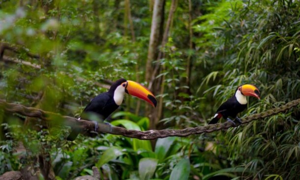 Brazilian and Argentinian Adventure