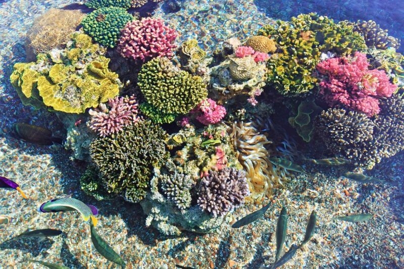 Vibrant underwater scene featuring pink, green, and yellow corals with small fish swimming over a sandy seabed.