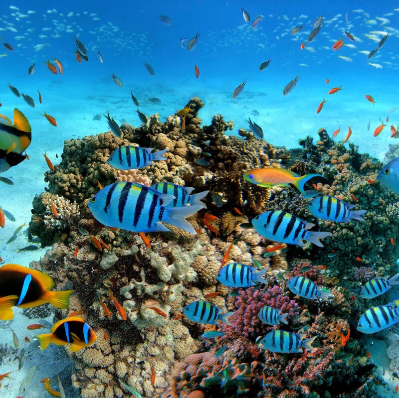 Underwater scene with exotic fishes and coral reef of the Red Sed