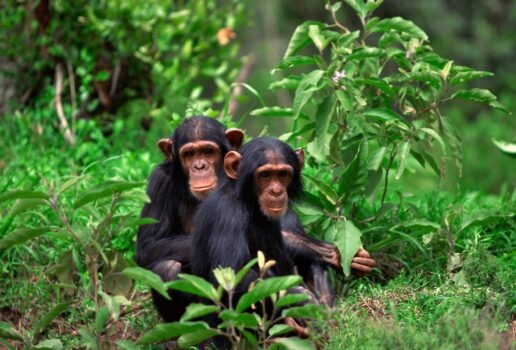 A chimpanzee surveys the forest from its tree perch, a watchful gaze from between the leaves and a pair of chimps sit together in the lush jungle.