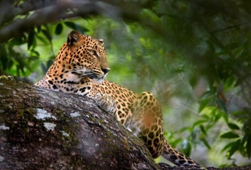 A Bengal tiger cools off in a river in Ranthambore tiger reserve, a Sri Lankan leopard keeps a lookout from a tree and a blue and yellow macaw flies through the Brazilian Amazon