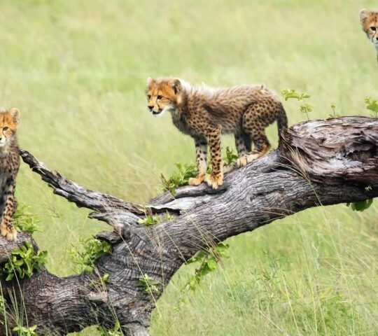 Cheetah cubs in the Okavango