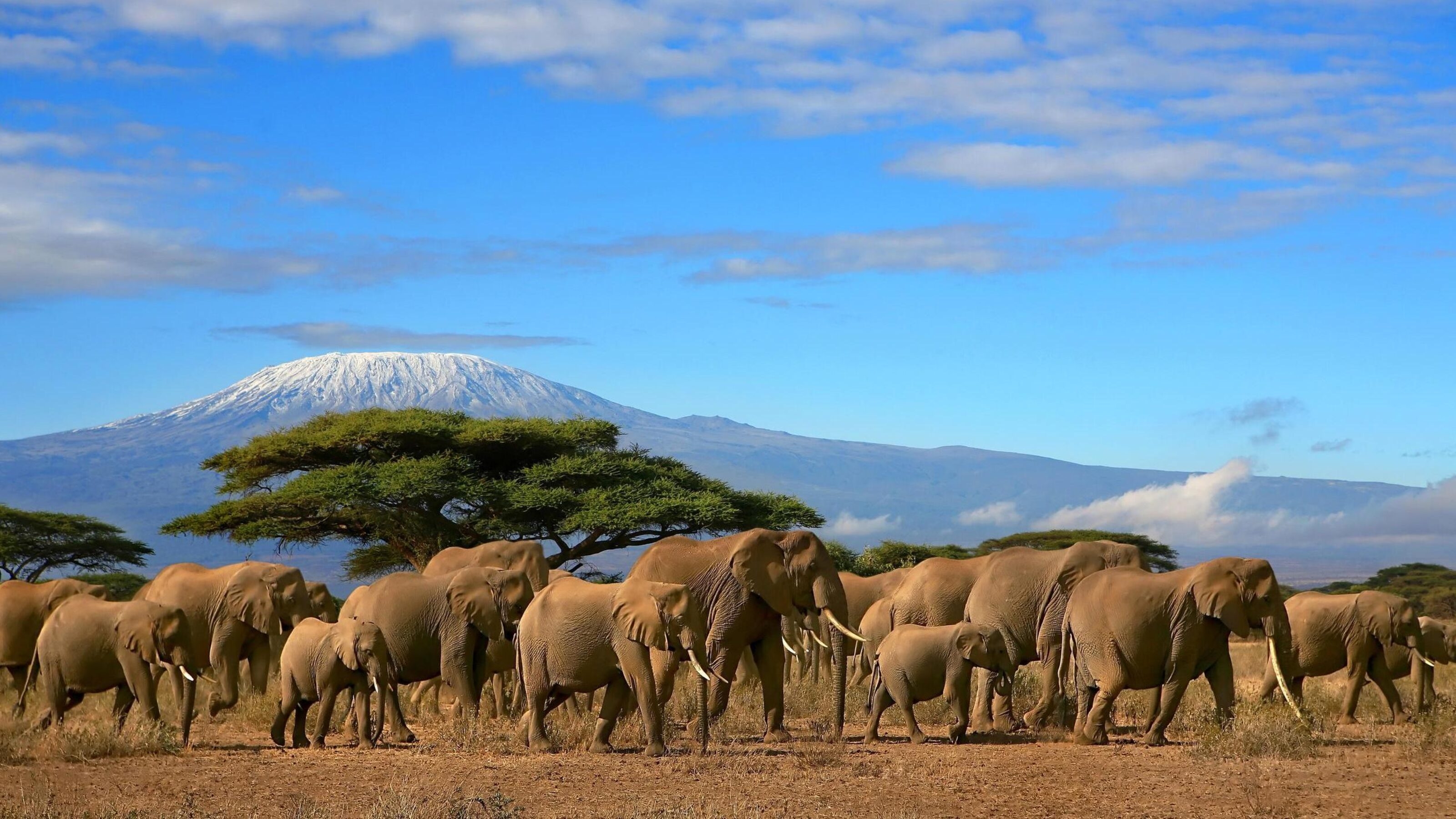 Kilimanjaro With Elephant Herd