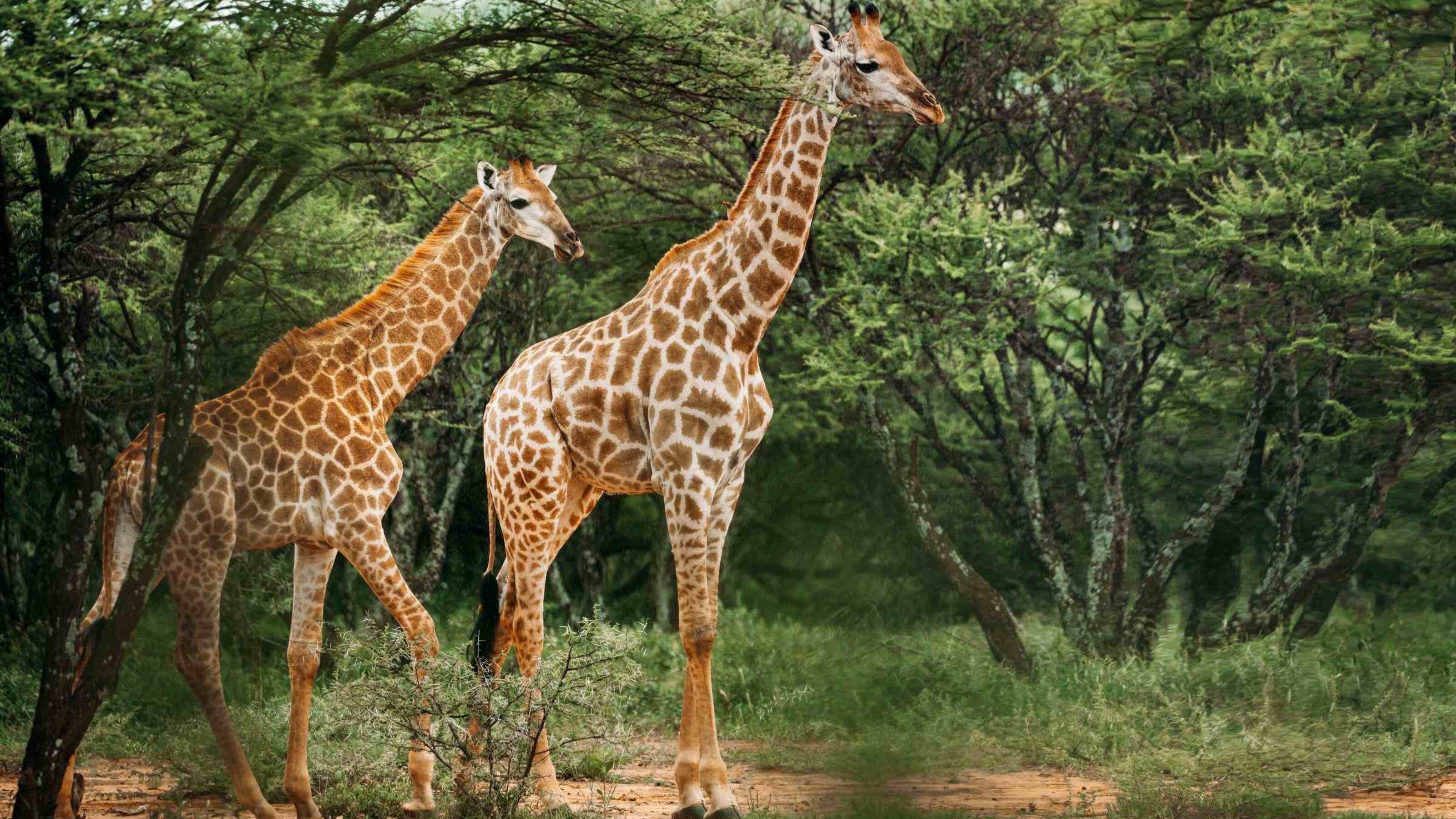 A pair of giraffe walking through the North Serengeti, Tanzania