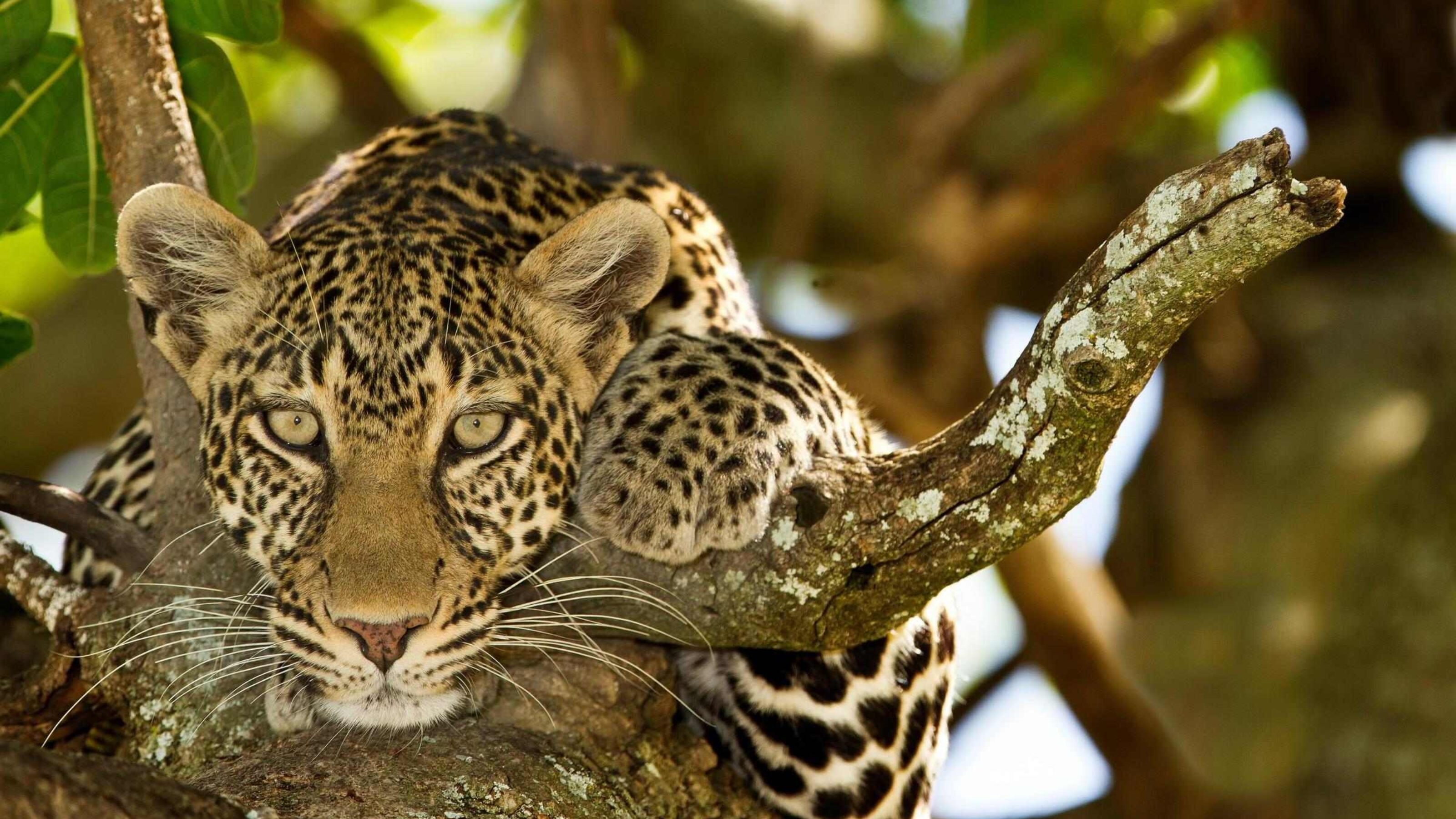 Leopard North Serengeti, Tanzania