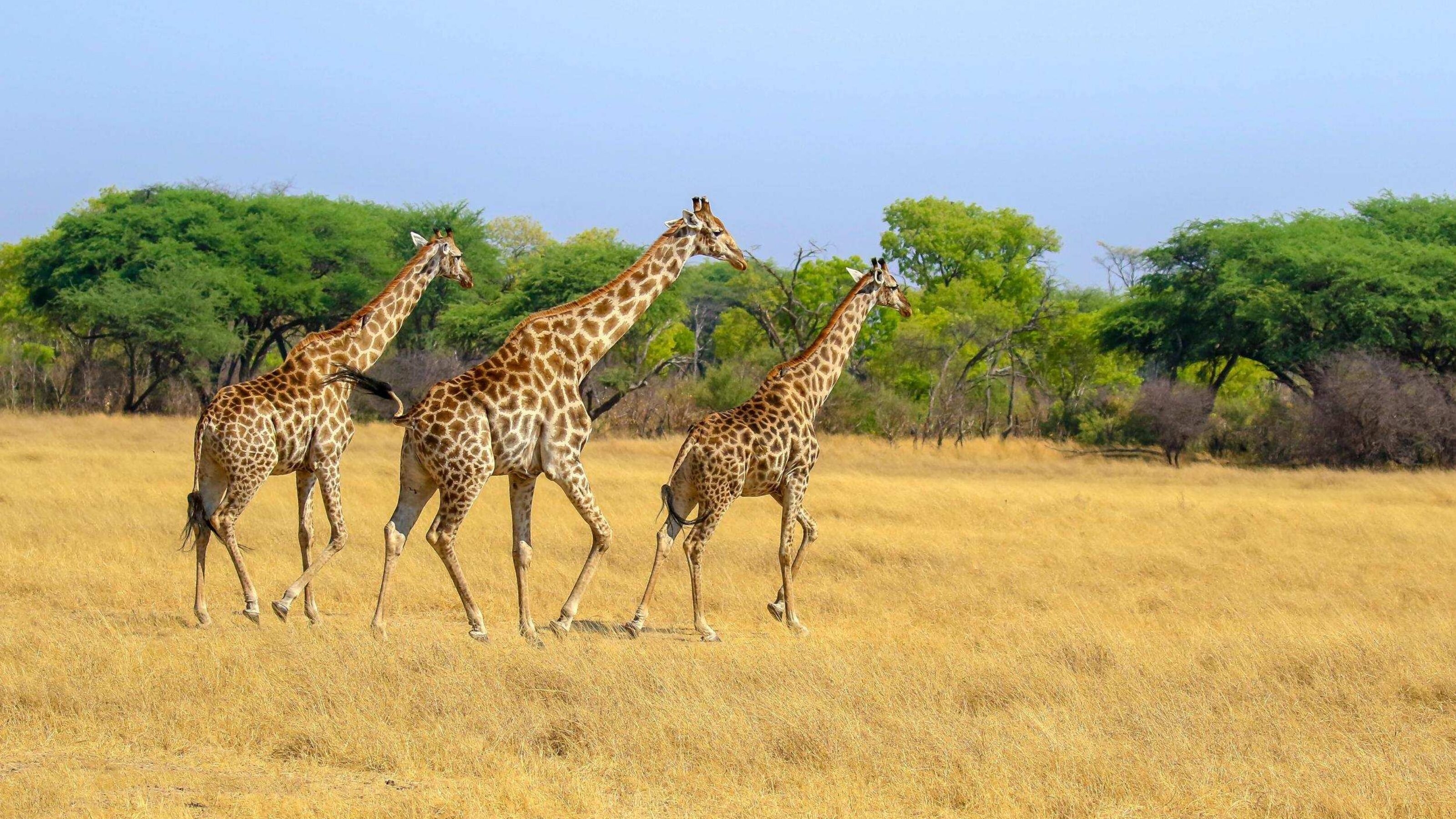 Three giraffes on plain in Hwange National Park