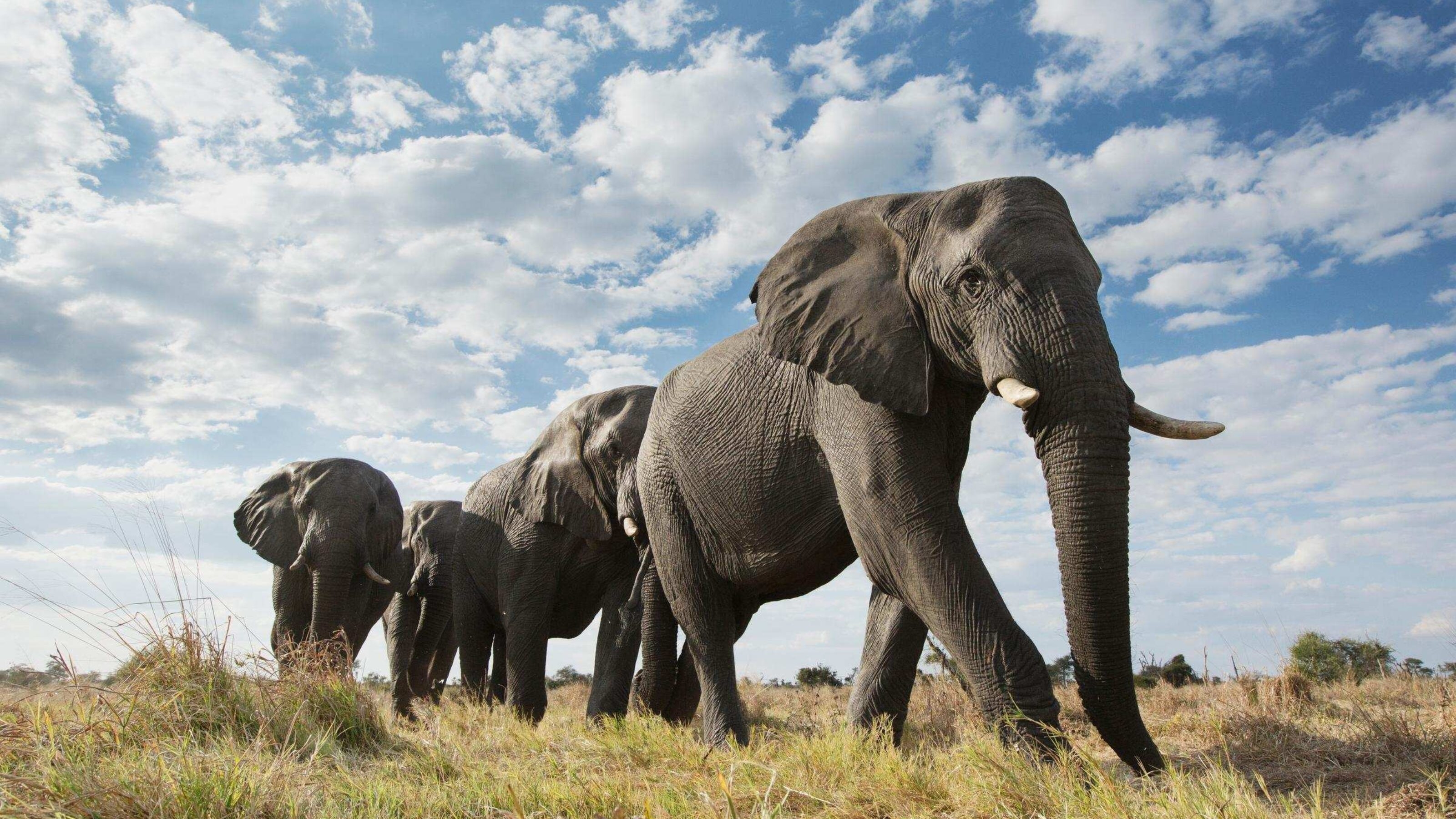 Elephants roaming in Zimbabwe