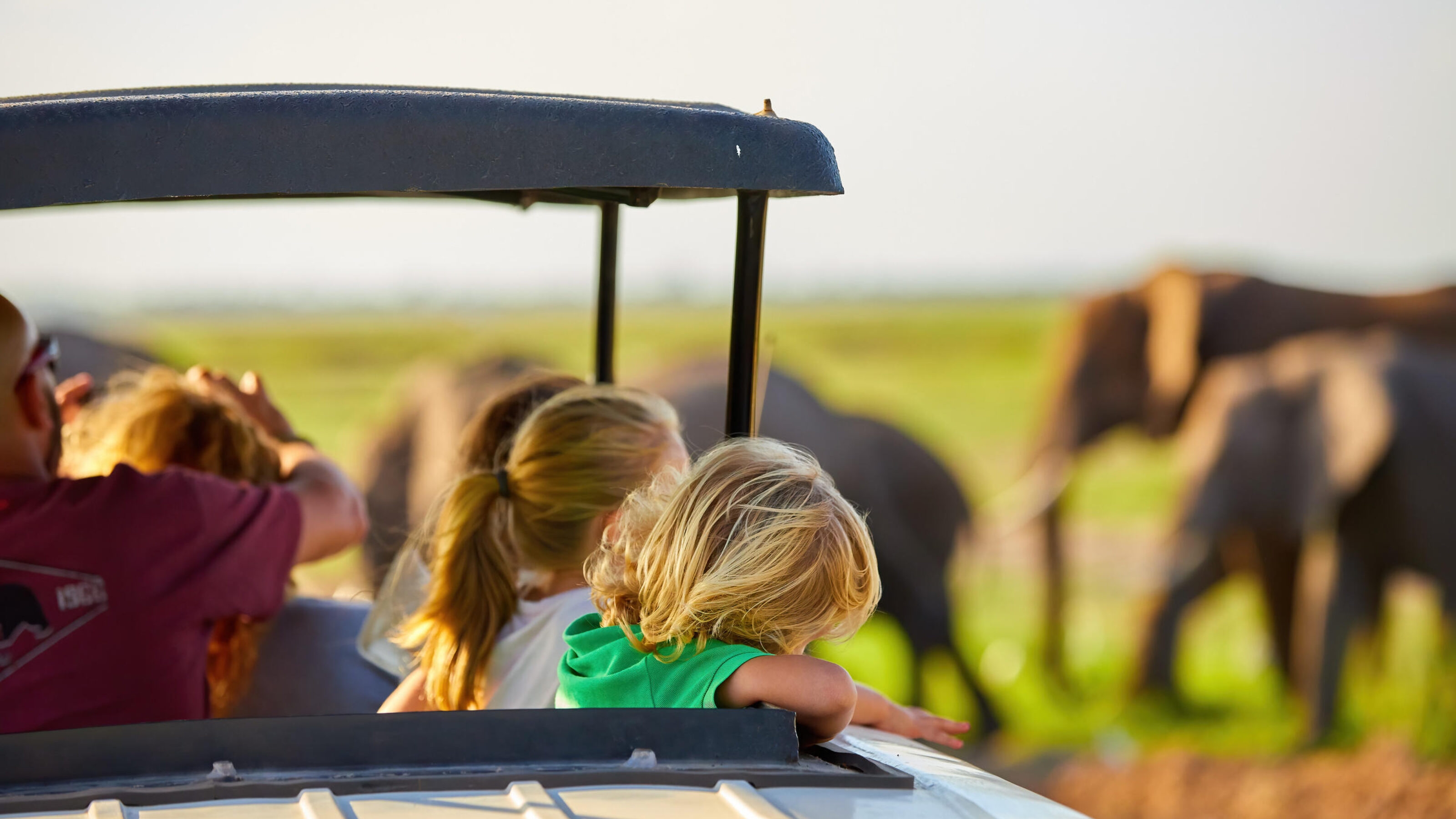 Blonde haired children watching African elephants from roof of a safari car.