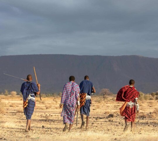 A small group of Maasai warriors in traditional dress walking through the savannah of the Maasai mara, Kenya.