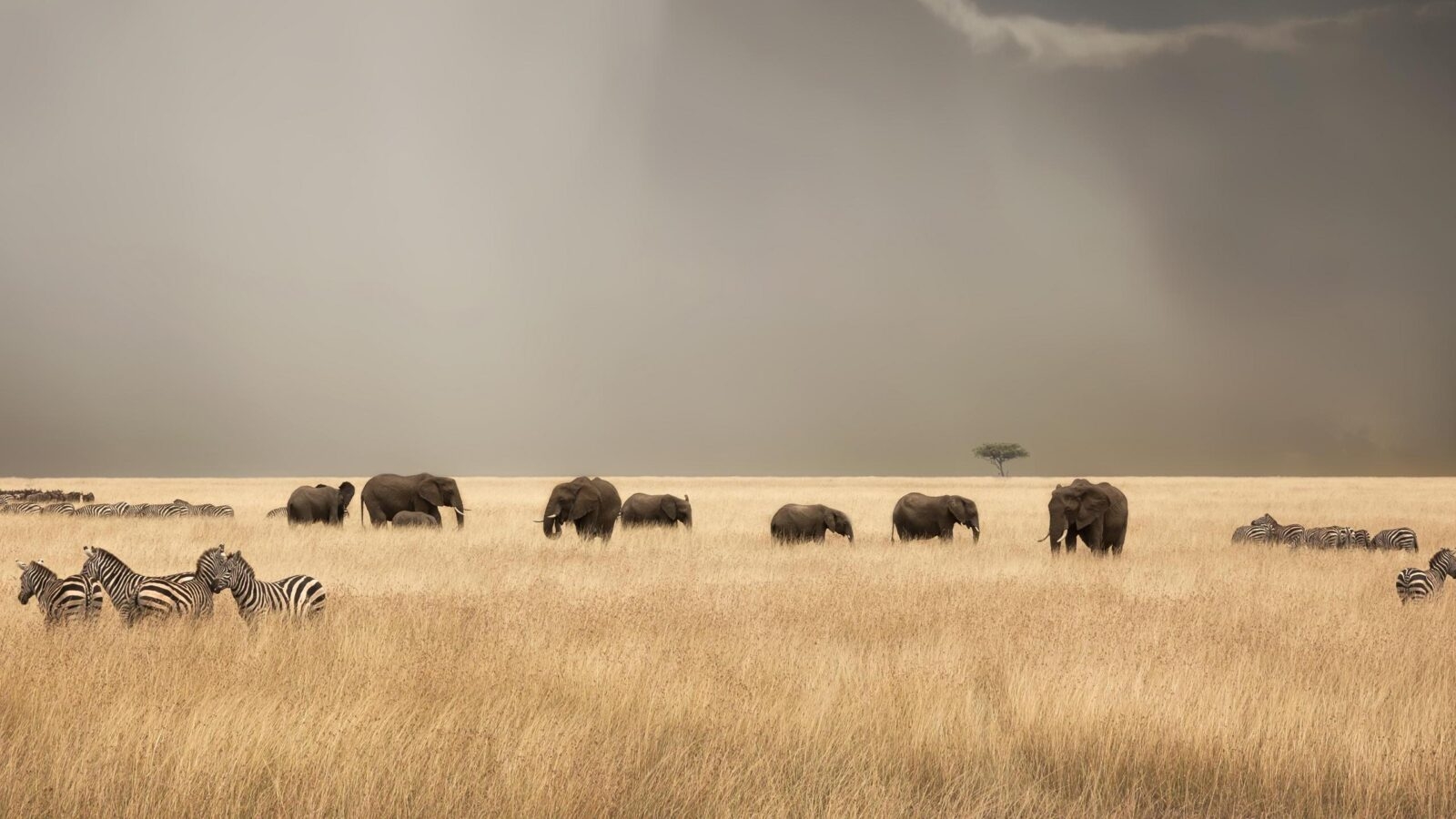 Zebras and elephants in the Maasai Mara, Kenya