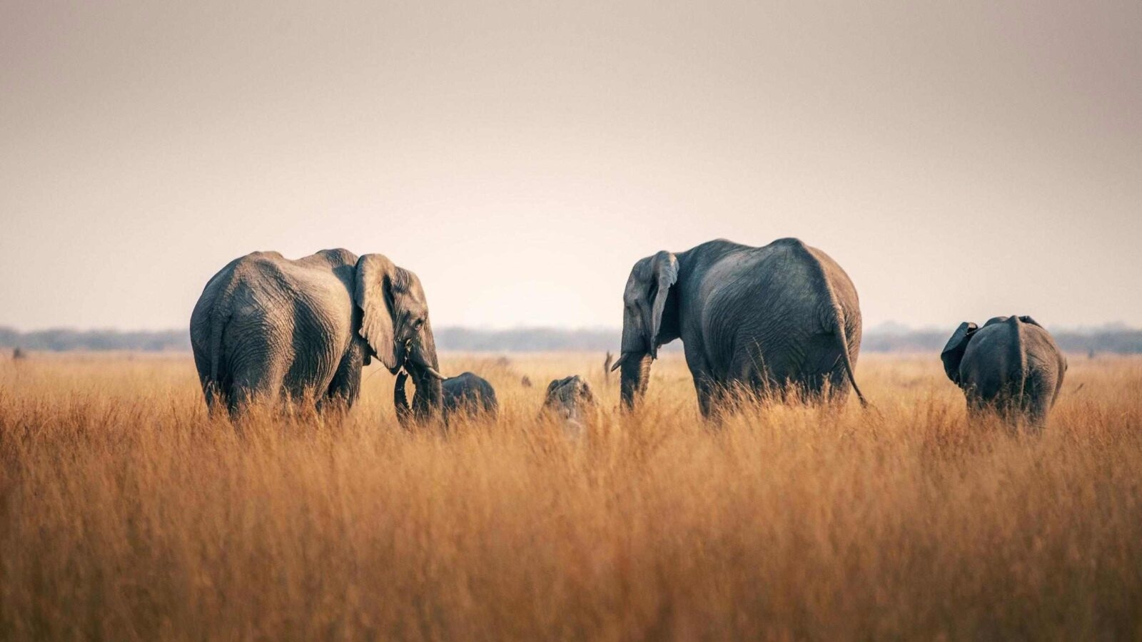 A heard of elephants in the tall grasses of Chobe National Park, Botswana.