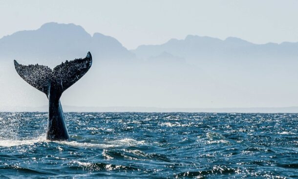 Whale spotting at Peninsula Valdes, Argentina