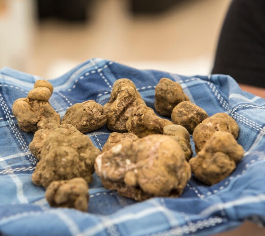 Kroatien, Istrien, Livade, frischer weisser Trüffel