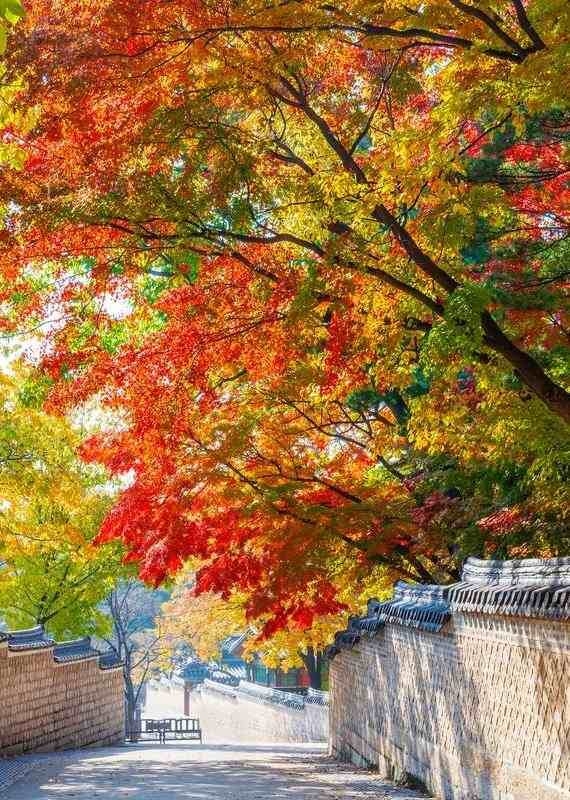Changdeokgung secret garden