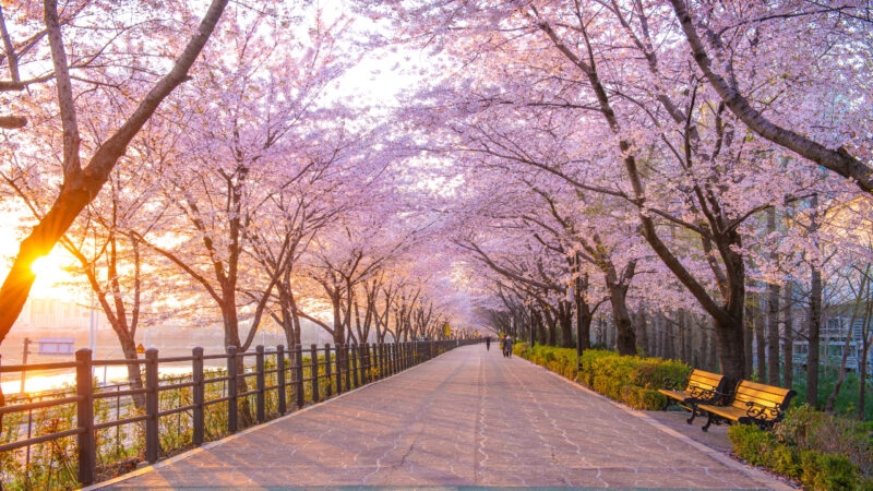 An avenue of soft pink cherry blossoms