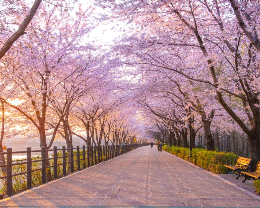 An avenue of soft pink cherry blossoms