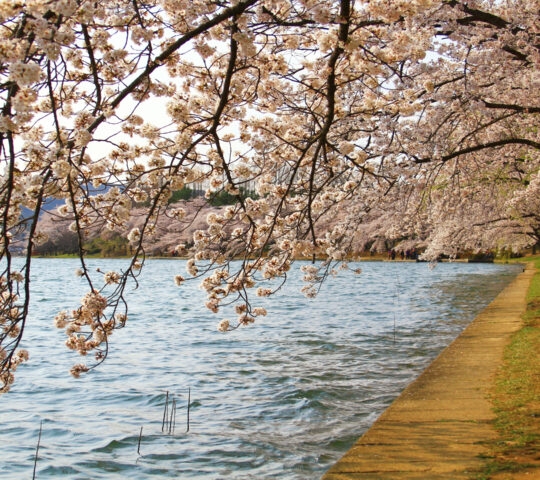 Cherry blossom branches draping into a lake