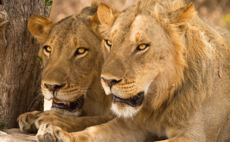 Close-up of two lions resting closely together with their heads side-by-side in a sunlit outdoor environment.