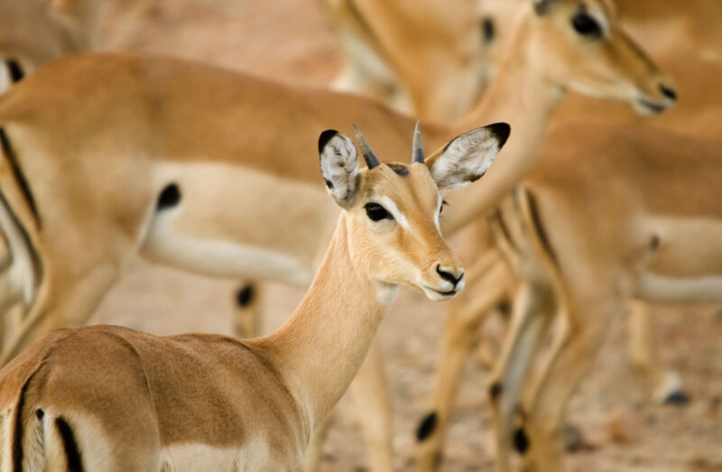 Close-up of a young impala with short horns looking toward the right, with several other impalas blurred in the background.
