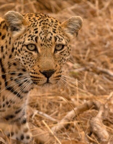 A Wild Adventure to Zambia and Zimbabwe