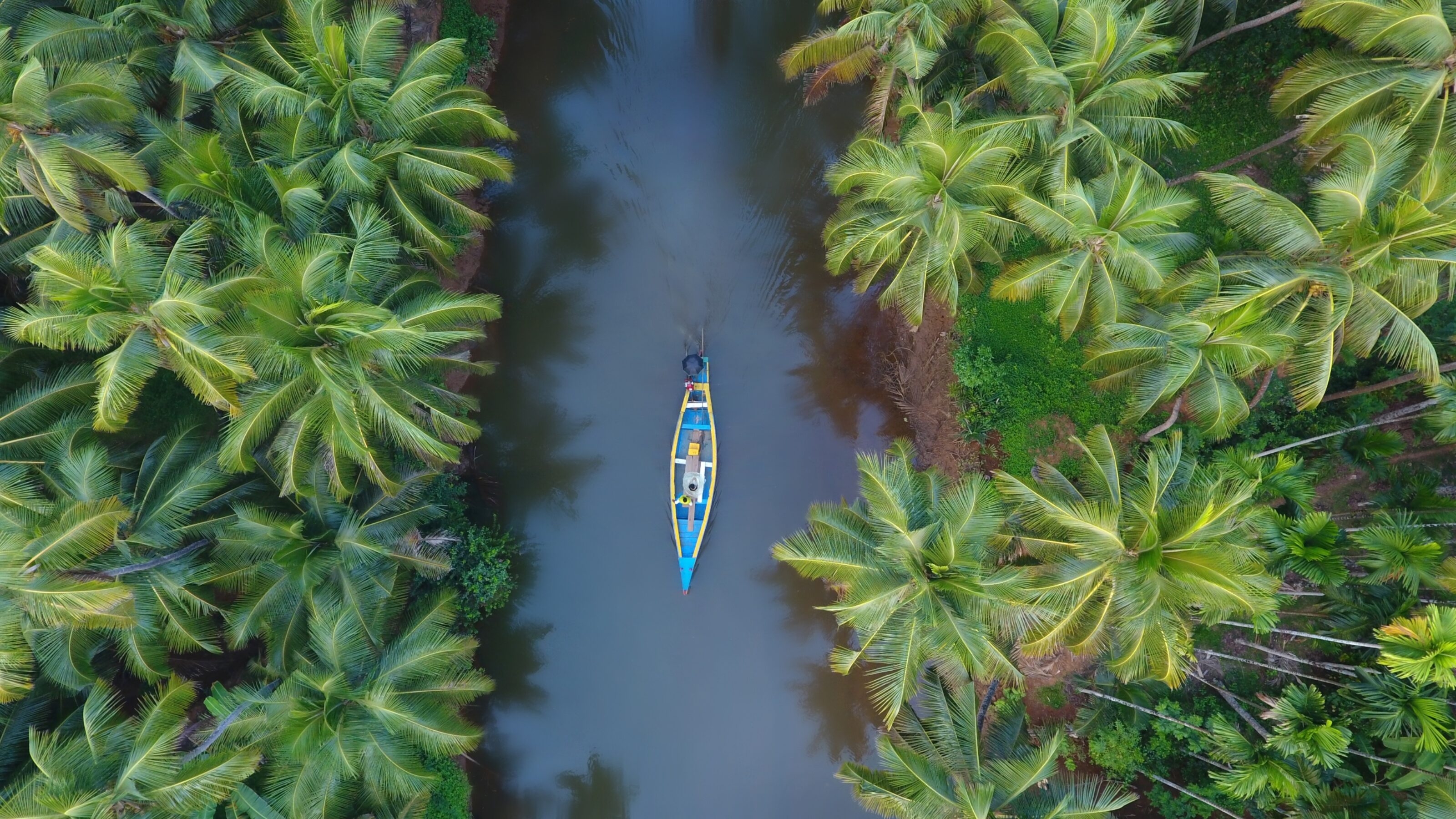 View from above of a canoe on the backwaters of a tree-lined river in Kerala, india