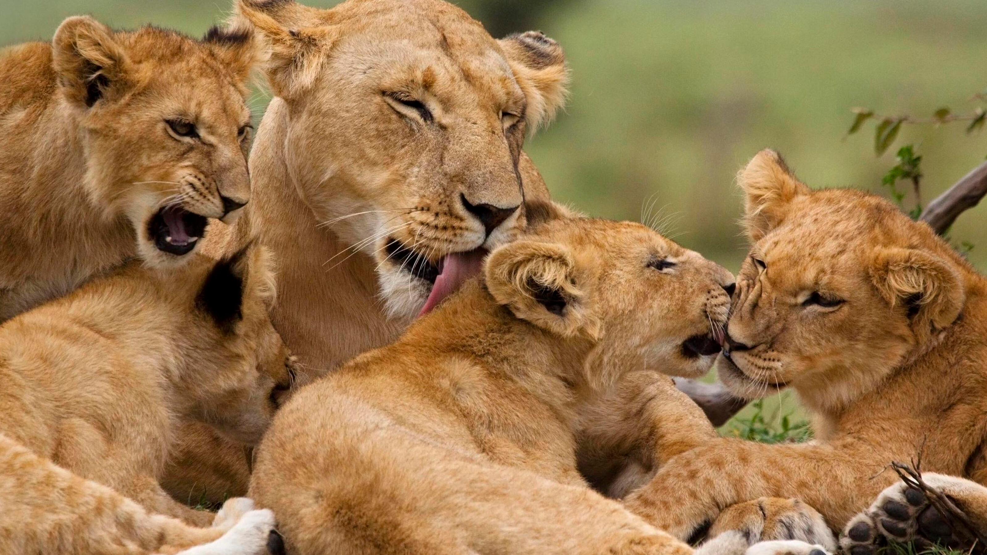 A lionness and her cubs