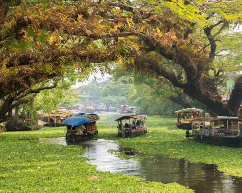 Houseboats on the backwaters of Kerala in Alappuzha (Alleppey).