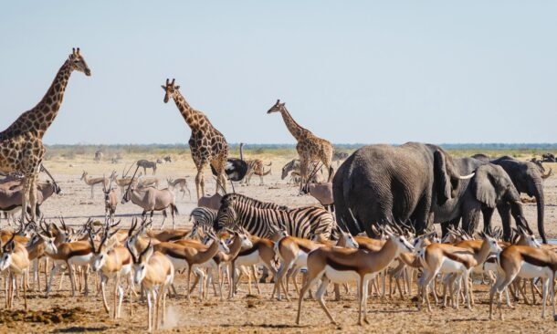 A Luxury Vacation to Namibia